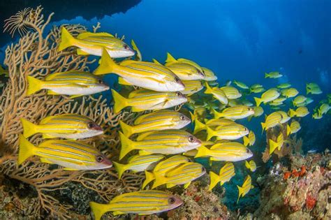 a school of fish
